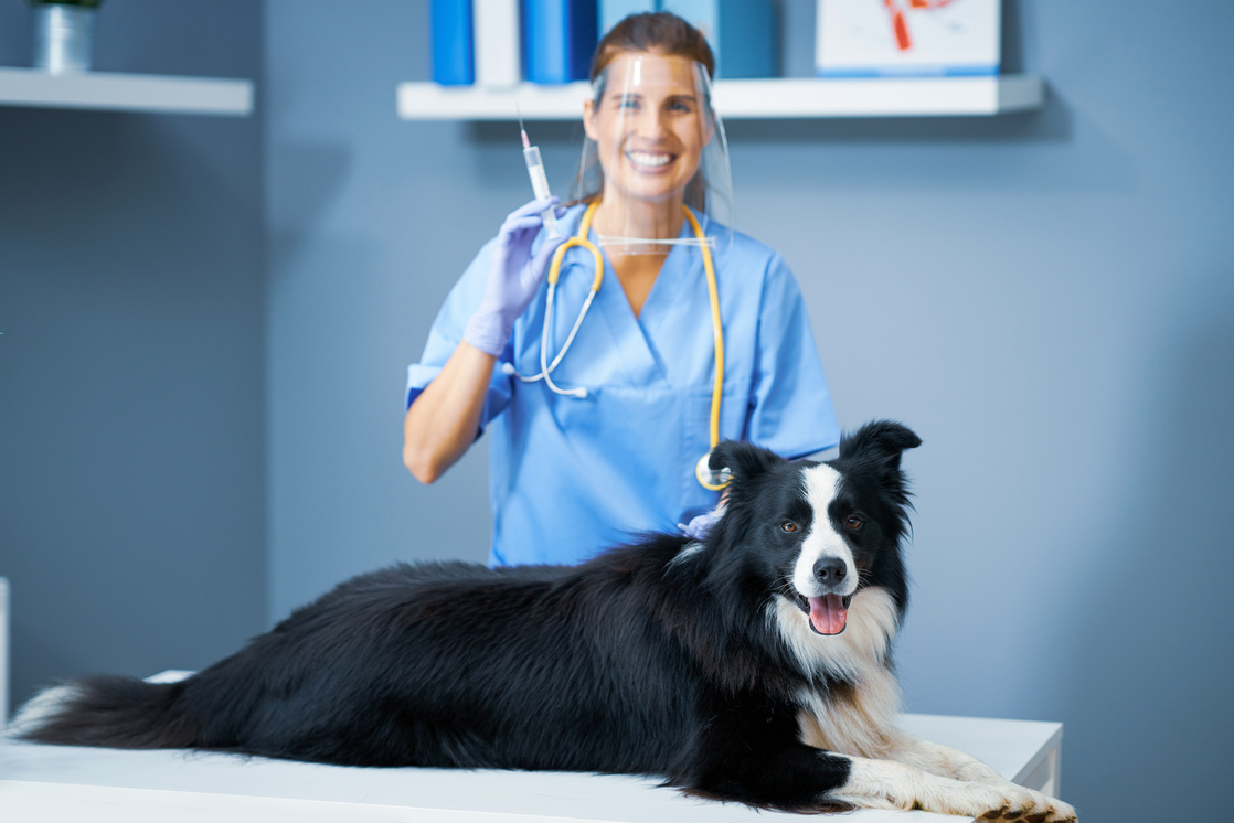 Veterinarian Vaccinating a Dog      